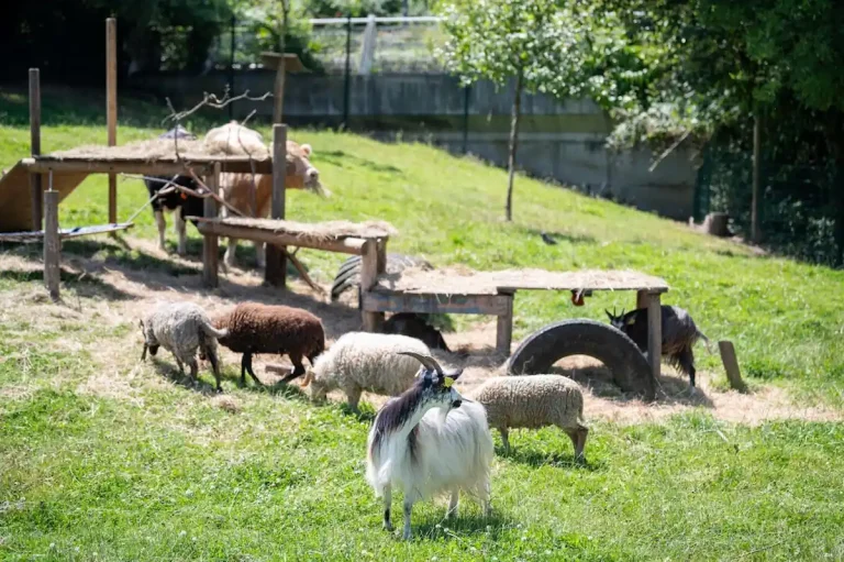 Ferme Pédagogique Marcel Dhénin