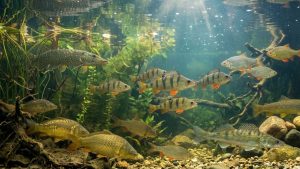 poissons eau doucze